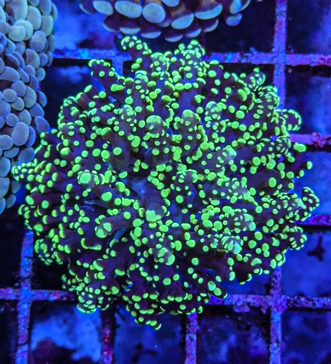 Green Octospawn (WYSIWYG)