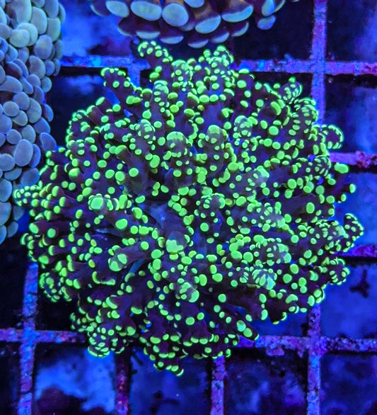 Green Octospawn (WYSIWYG)