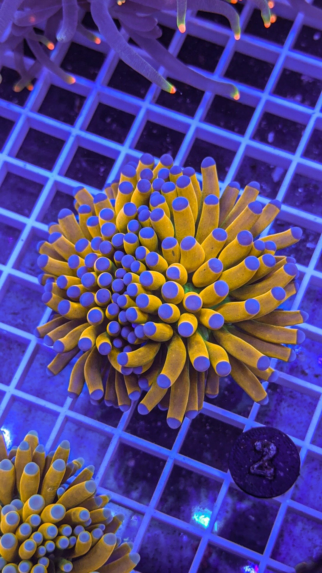 Banana Grail Torch #2 (WYSIWYG)