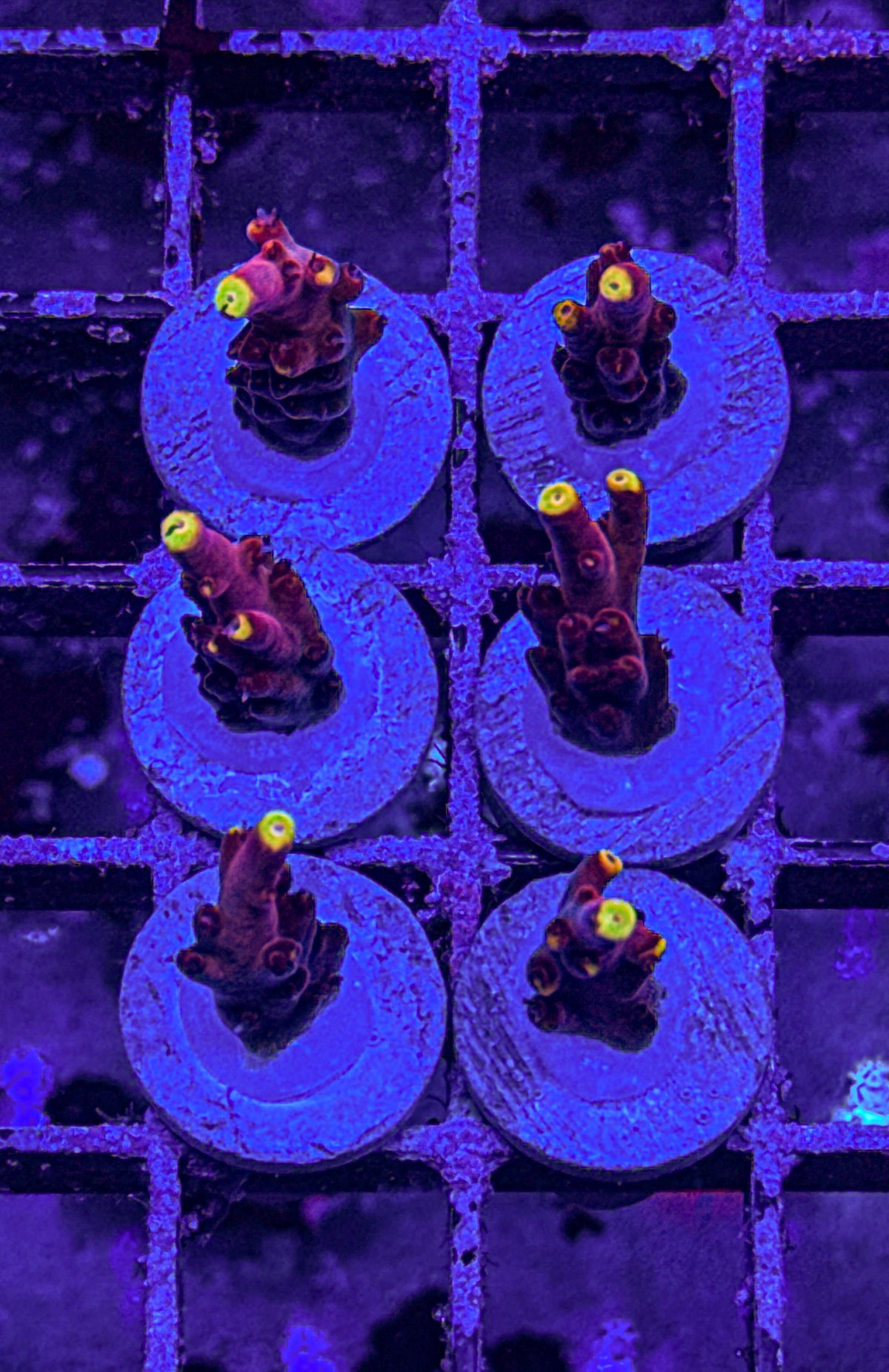 JF Fox Flame Acro (WYSIWYG)