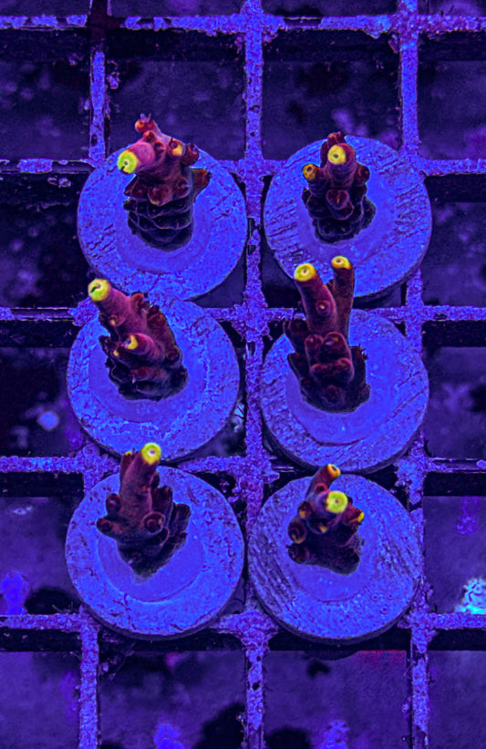 JF Fox Flame Acro (WYSIWYG)