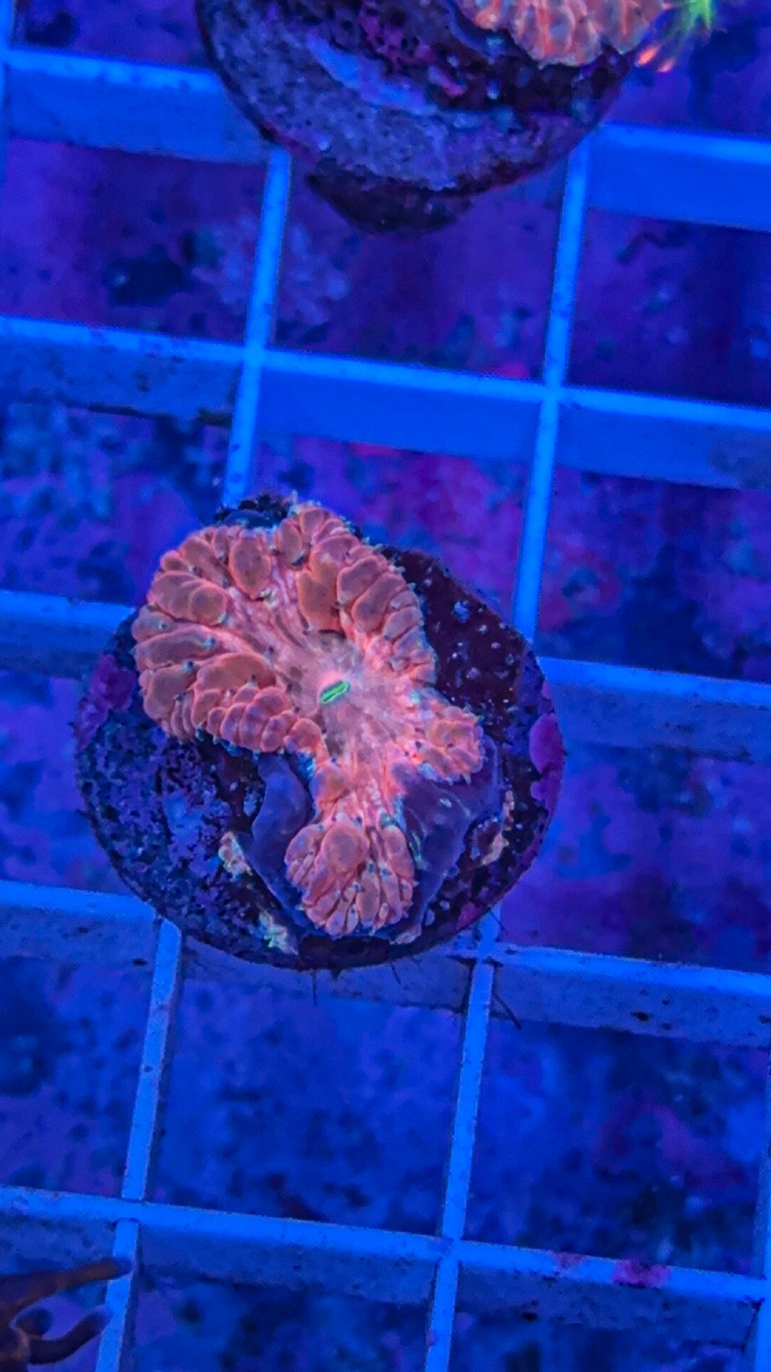 Orange Blasto (WYSIWYG)