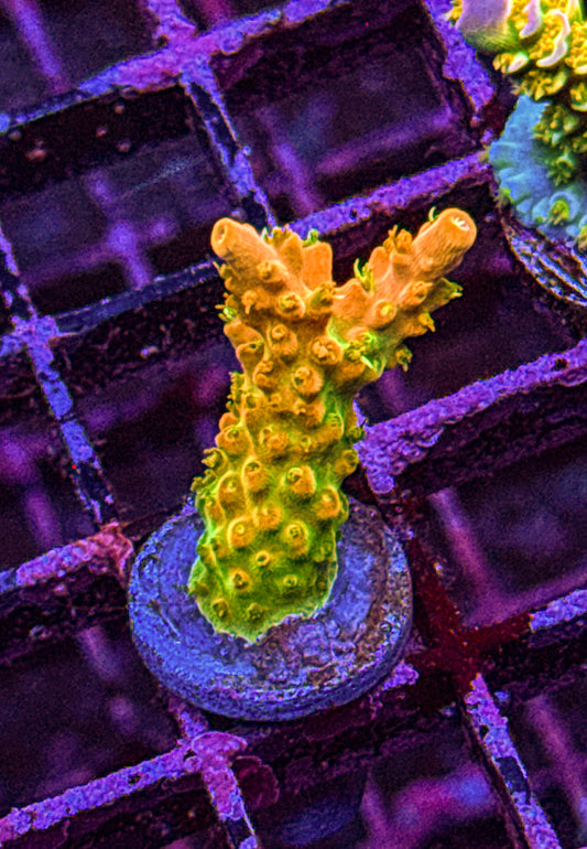TGC Tropicana Acro (WYSIWYG)