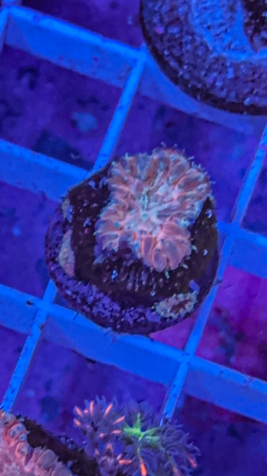 Orange Blasto (WYSIWYG)