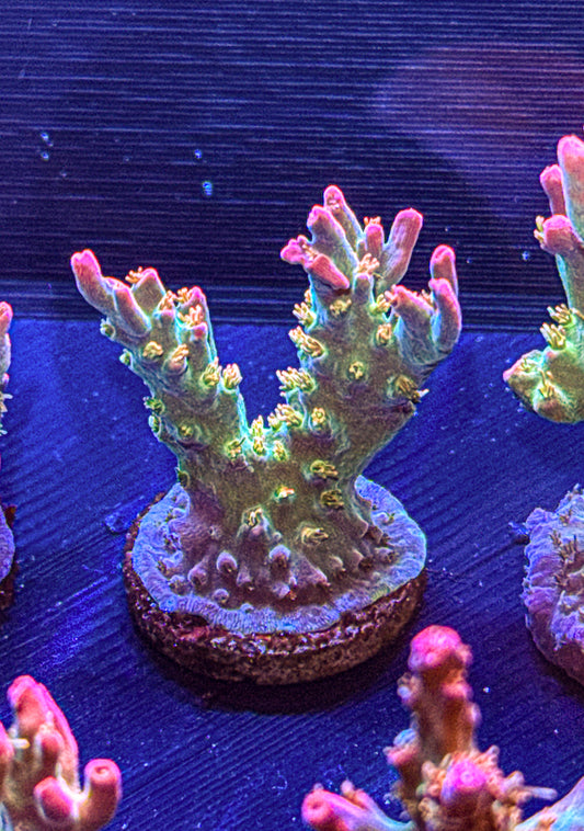 Vivids Confetti Acro (WYSIWYG)