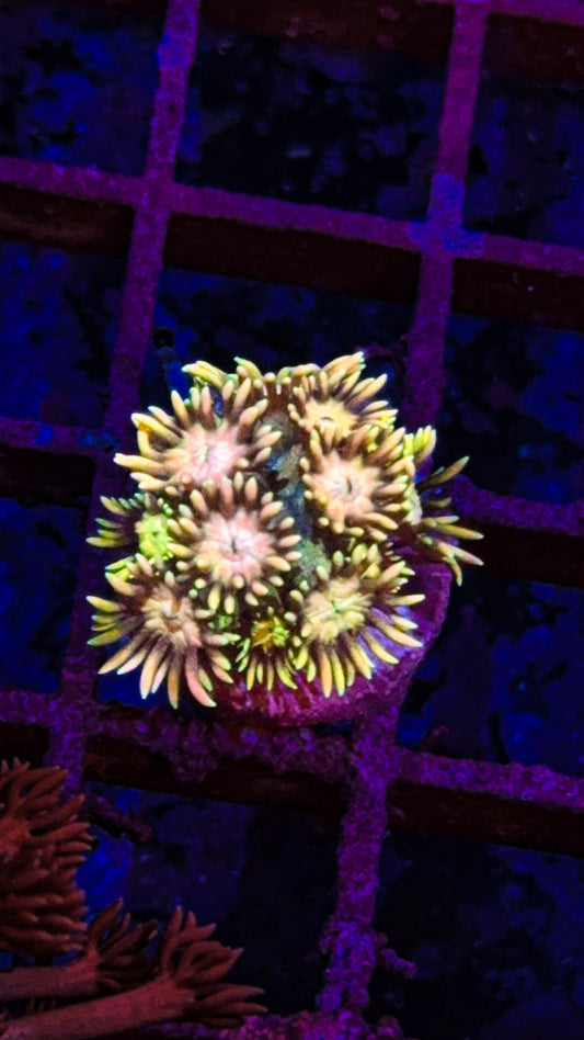 Sunrise Goniopora #1 (WYSIWYG)