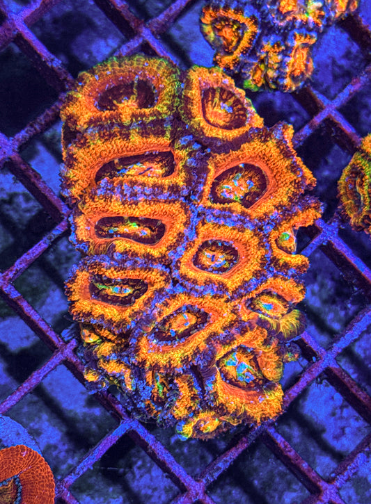 Ultra Rainbow Acan Colony (WYSIWYG)
