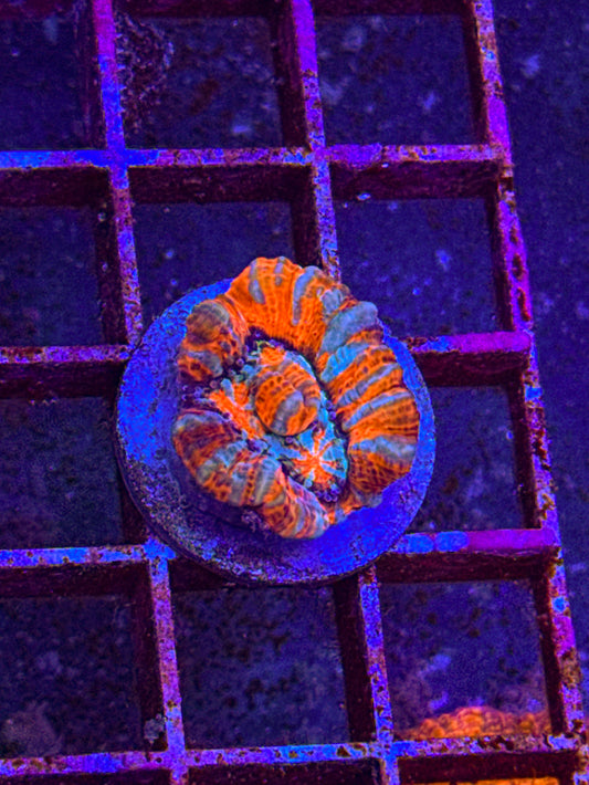 Rainbow Wilsoni (WYSIWYG)