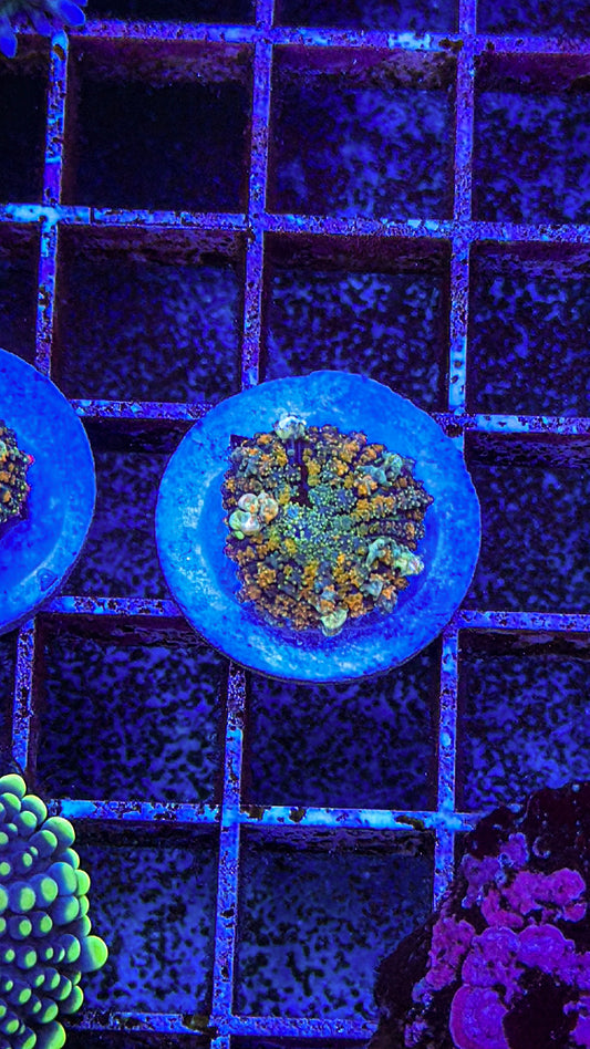 OT7 Bounce Mushroom (WYSIWYG)