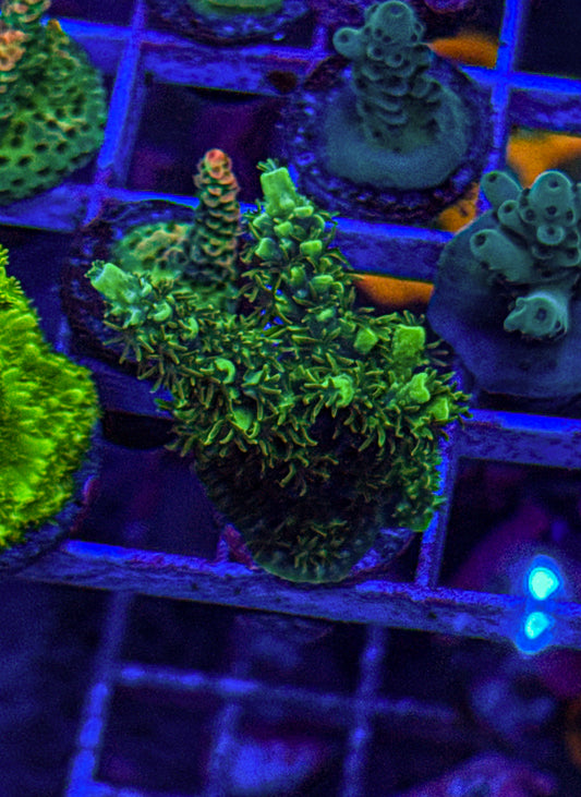 Unknown Acro (WYSIWYG)
