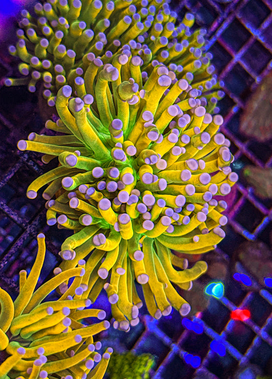 Malaysian Pink Tip Holy Grail Torch (WYSIWYG)