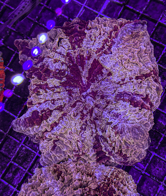 Ultra Acanthophyllia (WYSIWYG)