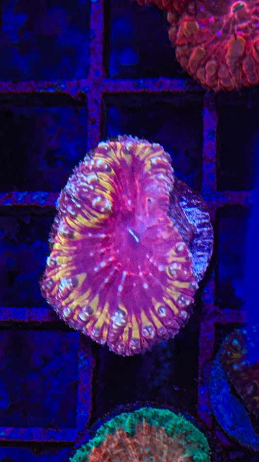 Gold Ring Blasto (WYSIWYG)