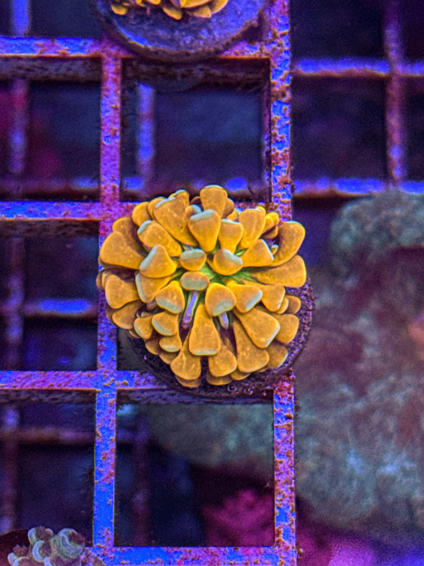 Banana Grail Cristata Torch (WYSIWYG)