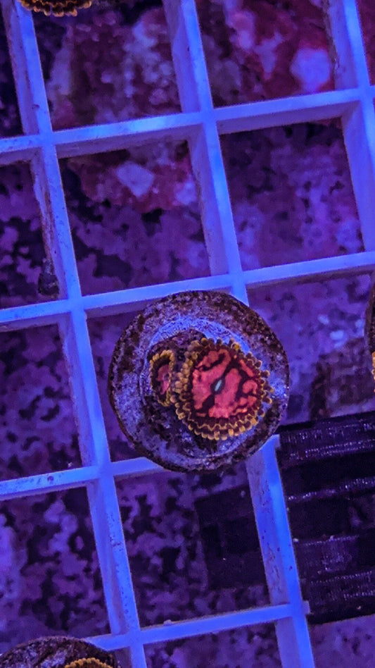 Pink Diamond Zoas (WYSIWYG)