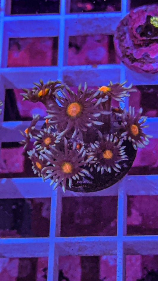 Blueberry Goni (WYSIWYG)