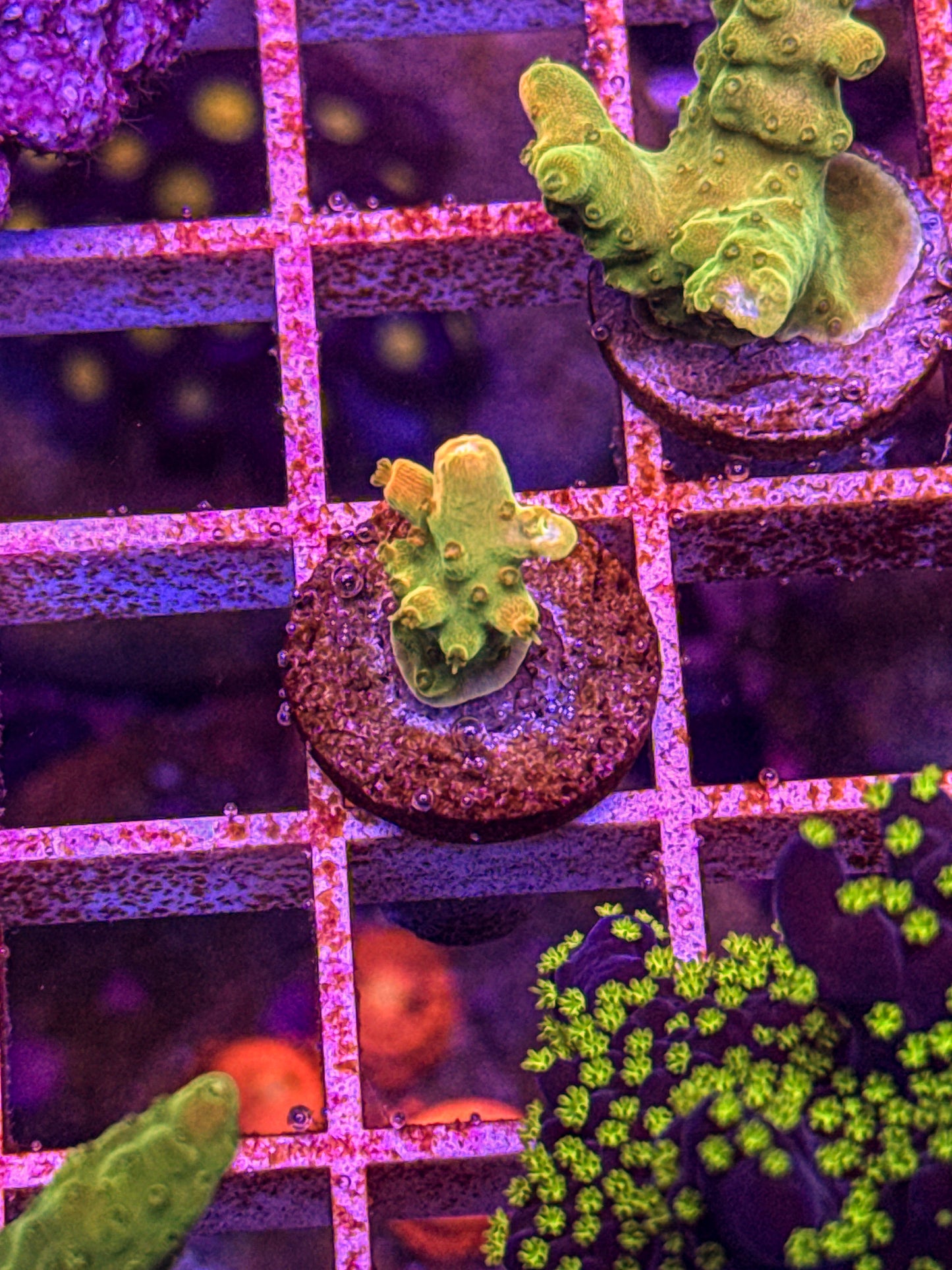 ARC Master Yoda Acro (WYSIWYG)