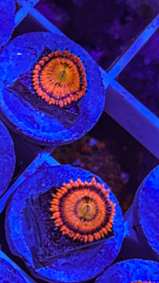 Sakura Zoas (WYSIWYG)