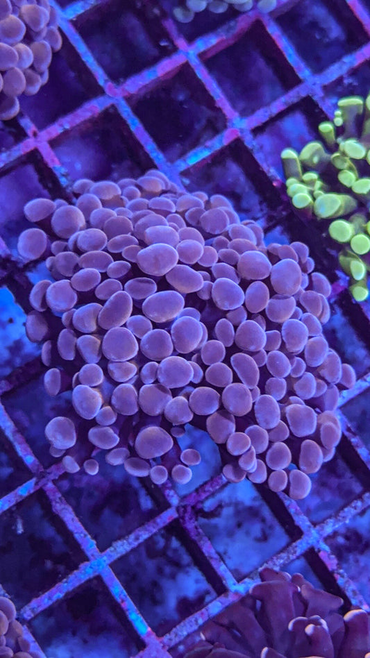 Pink Hologram Hammer (WYSIWYG)