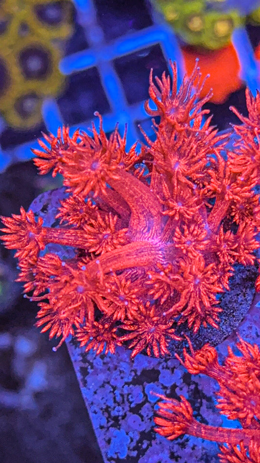 Red Glitter Goni (WYSIWYG)