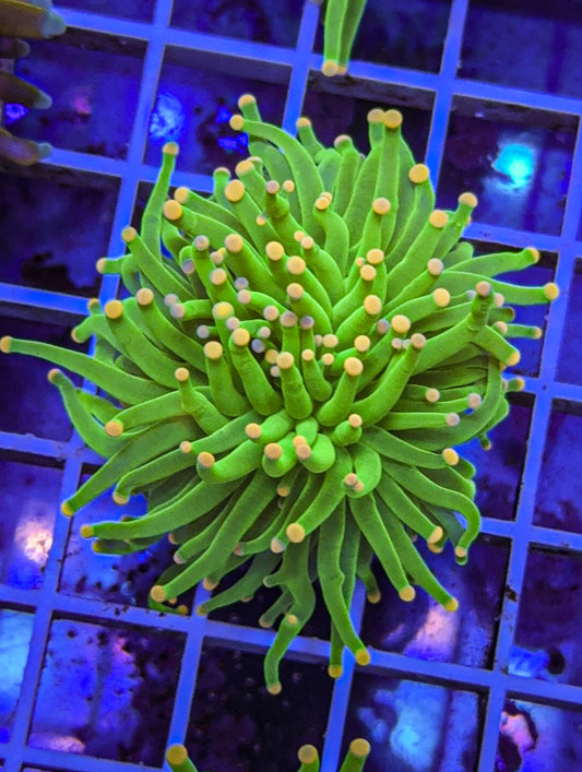 Cotton Candy Torch (WYSIWYG)