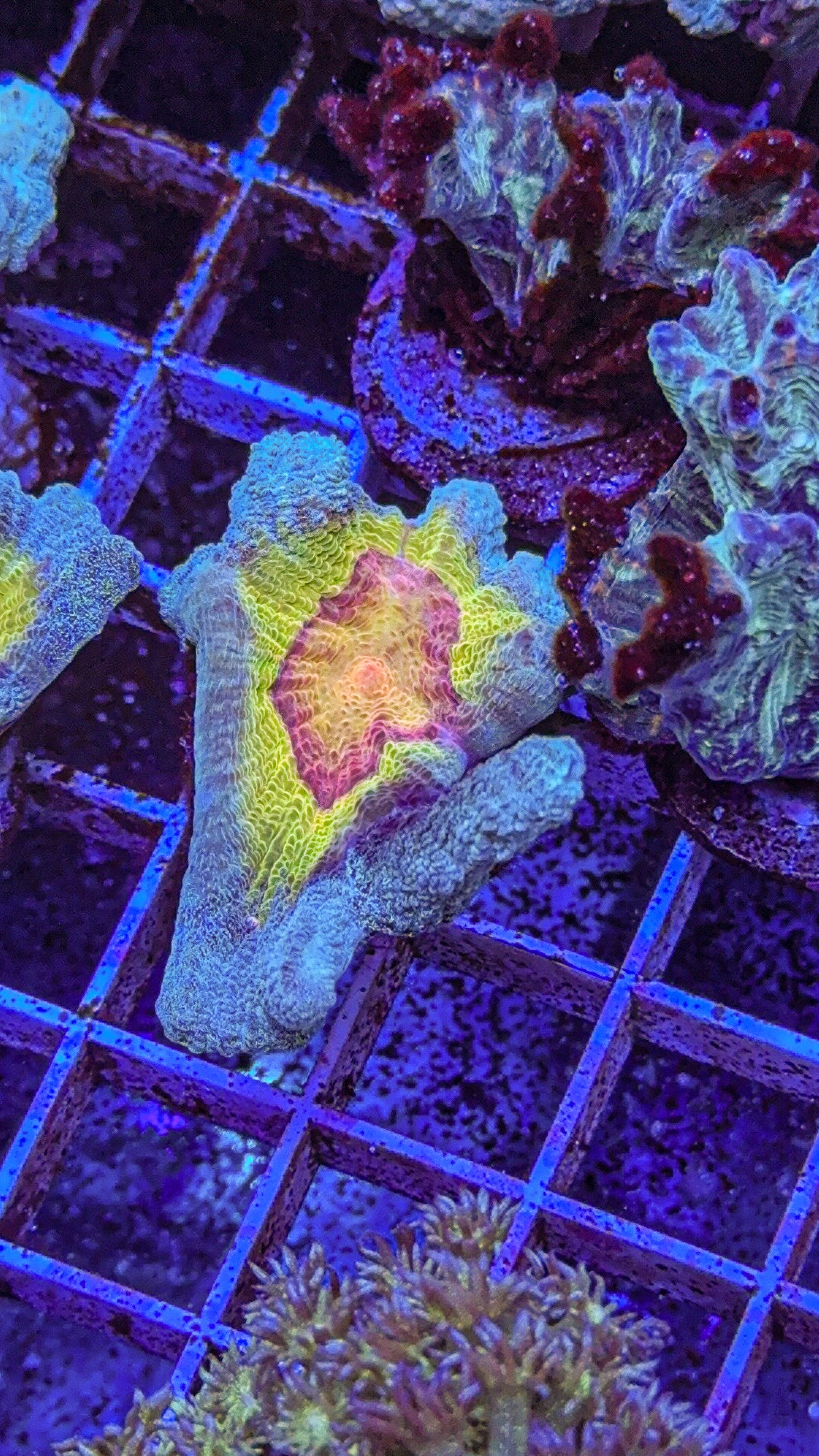 WCC Frost Tip Rainbow Pectinia (WYSIWYG)