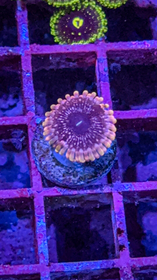 Pink Nebula Zoa (WYSIWYG)