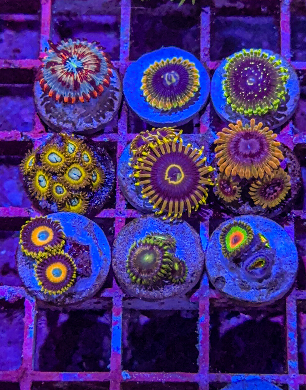 Zoa Pack (WYSIWYG)