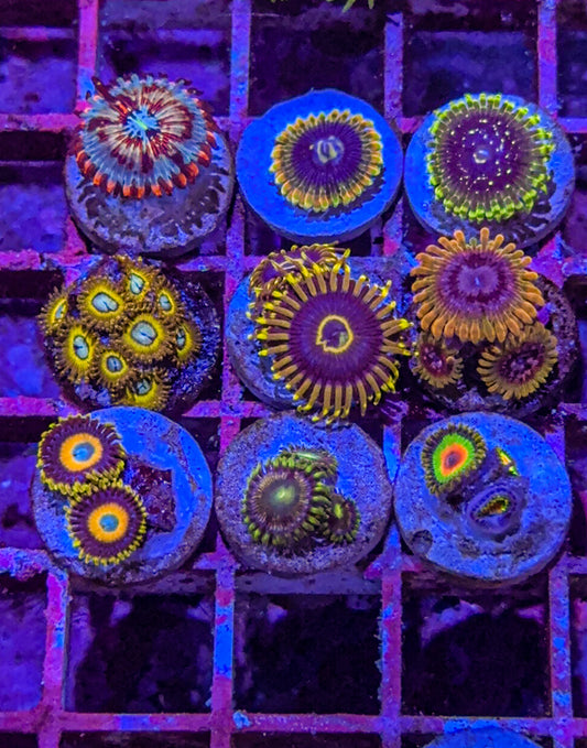 Zoa Pack (WYSIWYG)