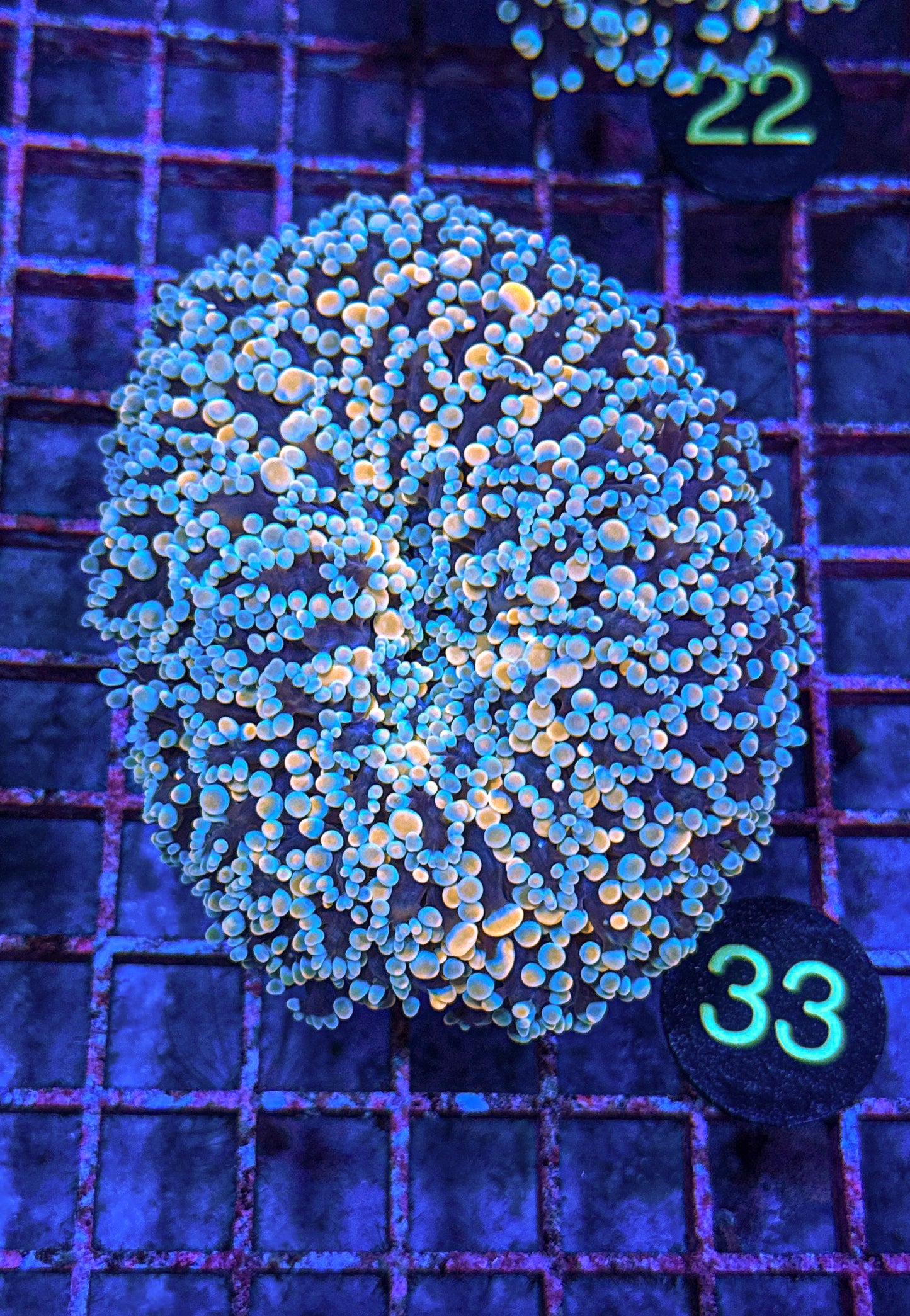 XL Rainbow Kingspawn (WYSIWYG)