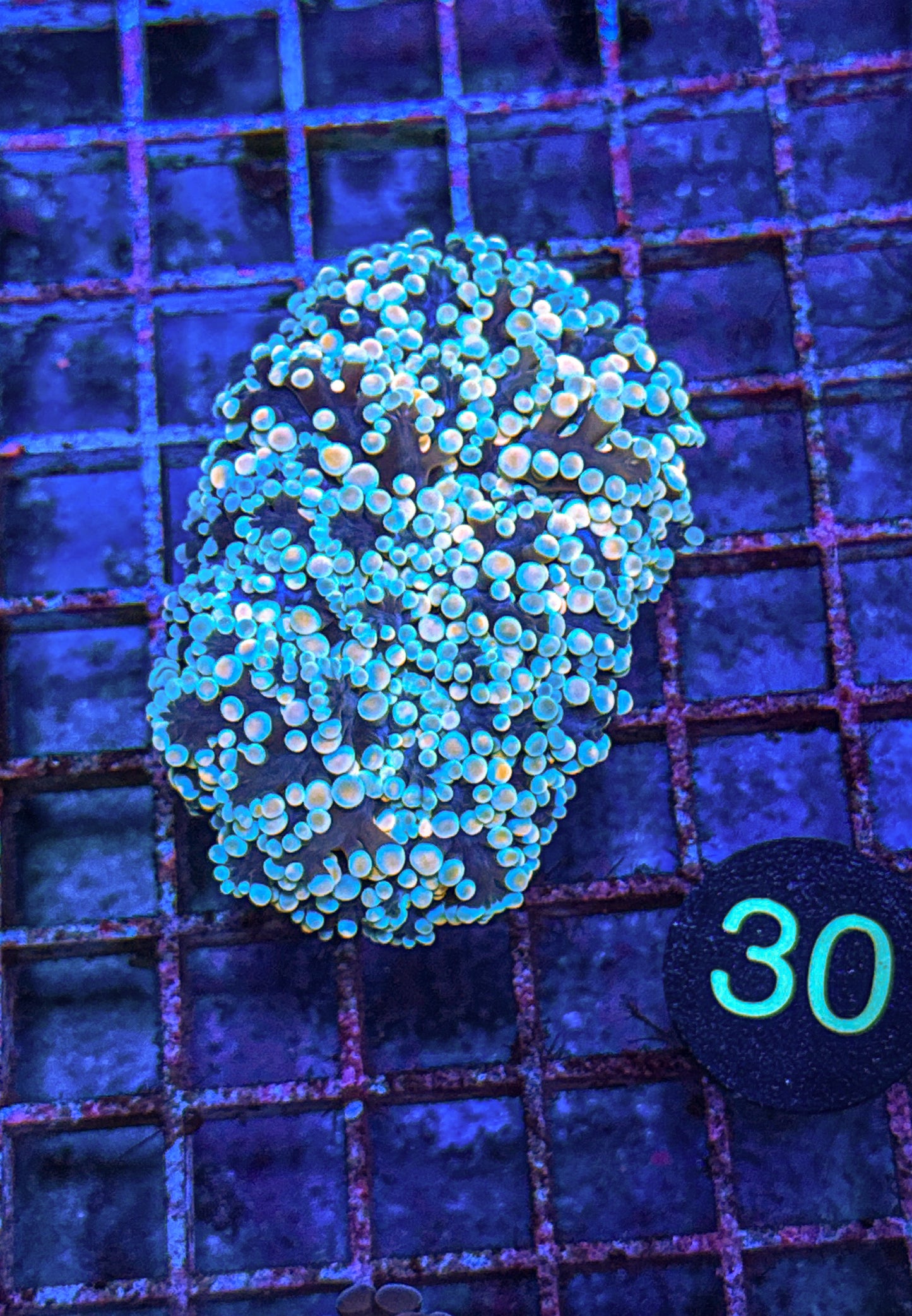 Rainbow Kingspawn (WYSIWYG)