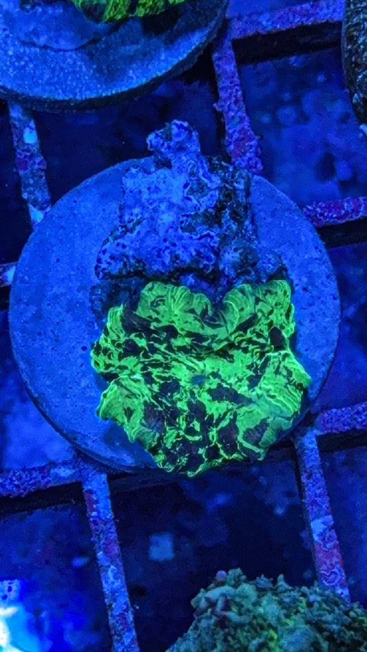 Kryptonite Jawbreaker Mushroom Coral (WYSIWYG)