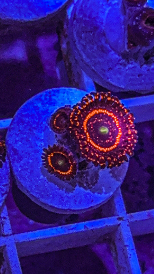 Illuminati Zoas (WYSIWYG)
