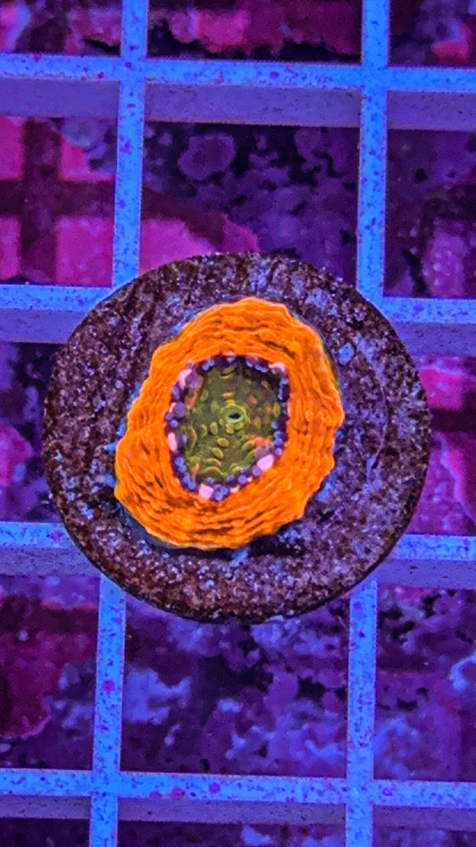 Agent Orange Acan Echinata (WYSIWYG)