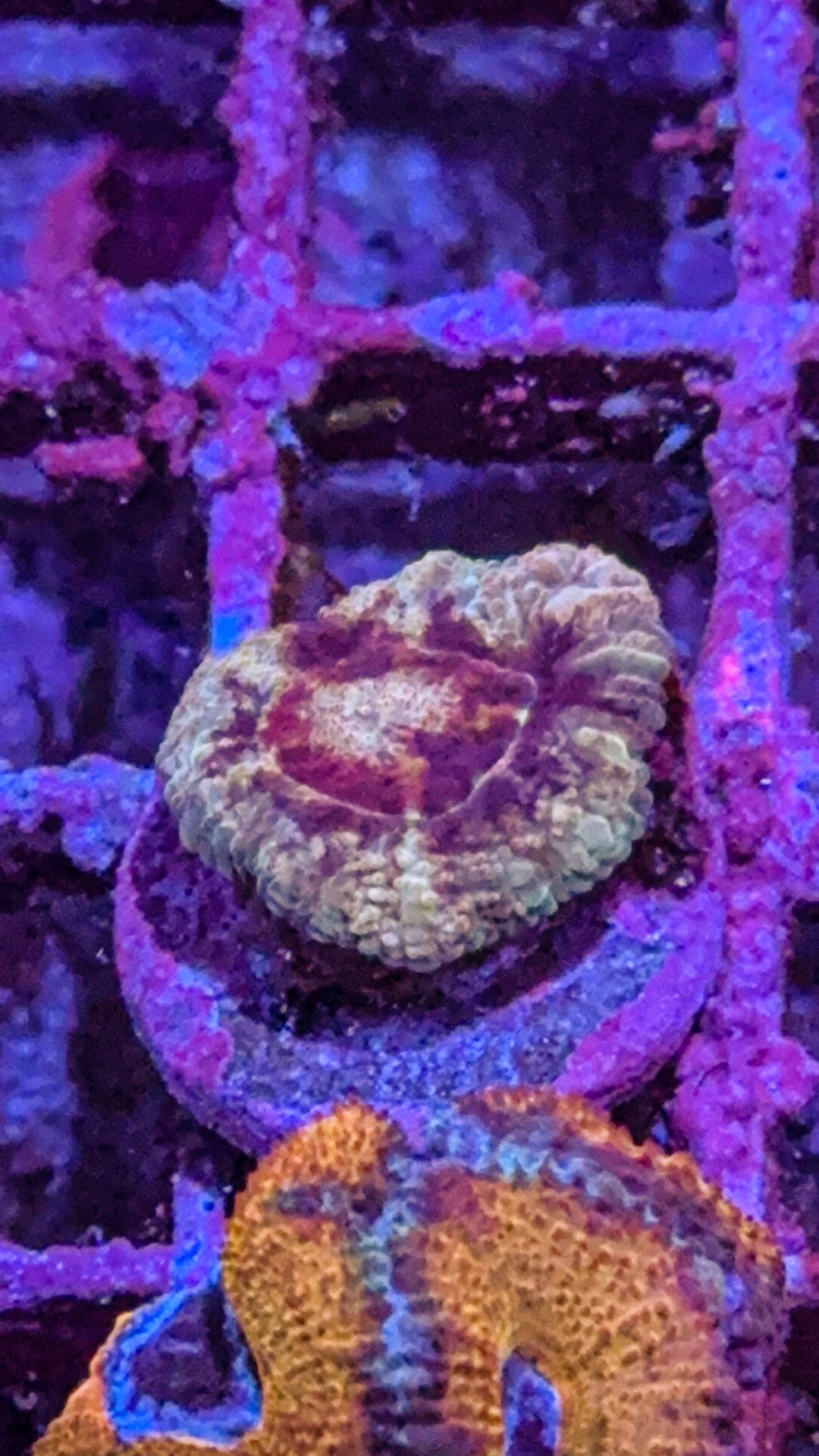 Asian Acan (WYSIWYG)