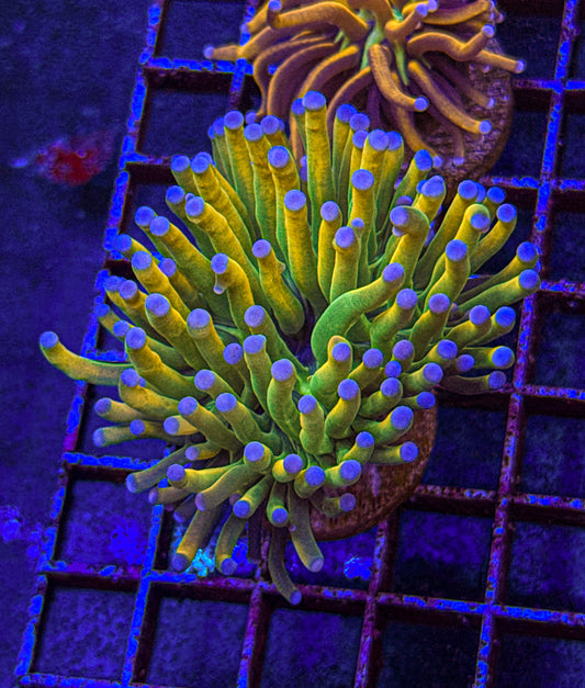 Malaysian Blue Tip Holy Grail Torch (WYSIWYG)