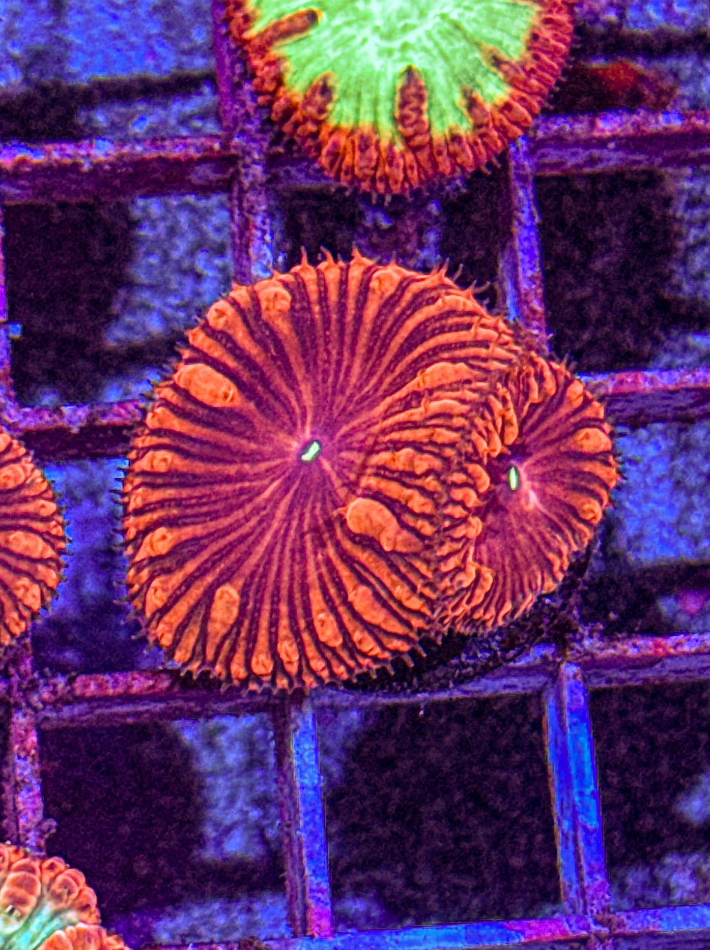 Blasto (WYSIWYG)