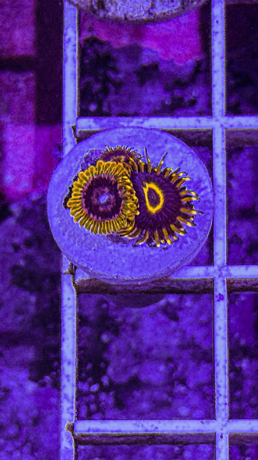 Acid reflux/Purple Hornet Zoas (WYSIWYG)