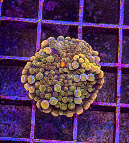 Rainbow Bounce Yuma (WYSIWYG)
