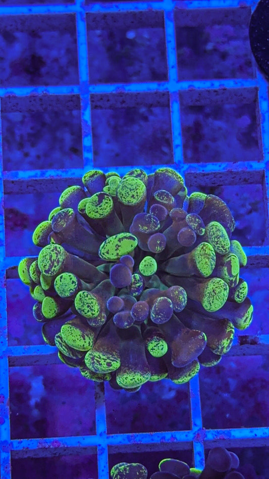 Splatter Hammer #3 (WYSIWYG)