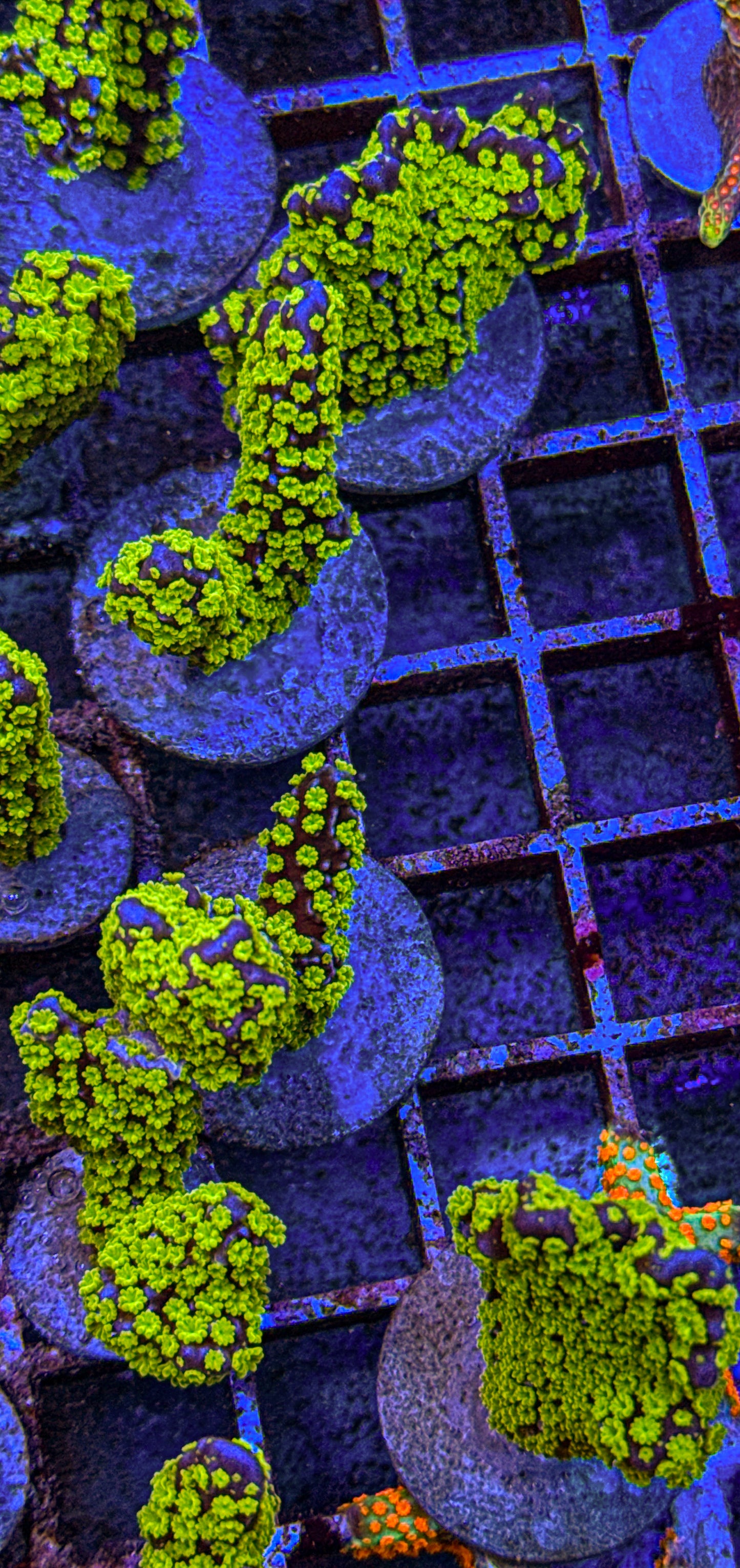 Chunky Tubbs Stellata Montipora (WYSIWYG)