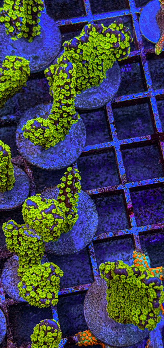 Chunky Tubbs Stellata Montipora (WYSIWYG)
