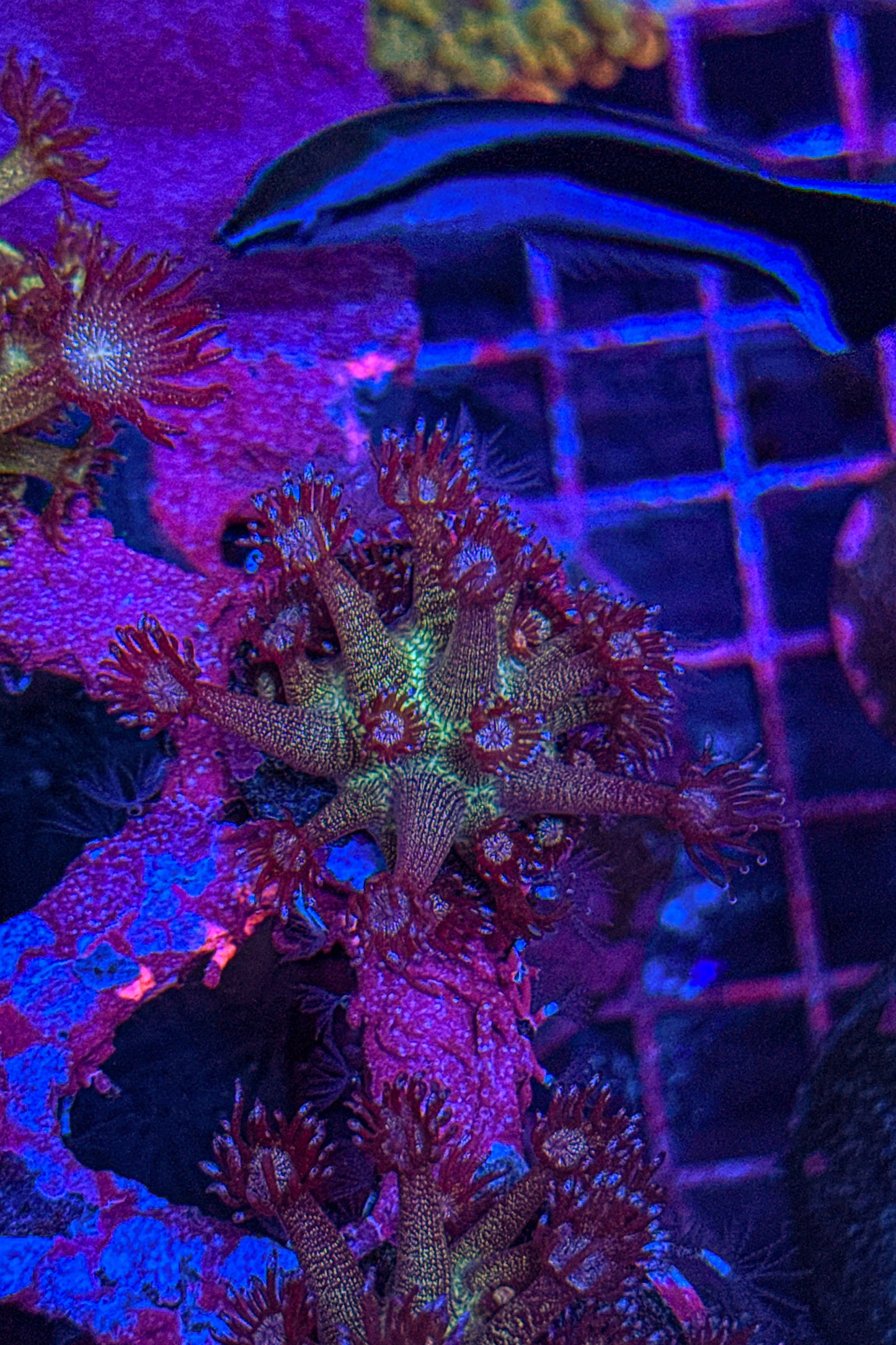 Purple Rainbow Glitter Goni (WYSIWYG)