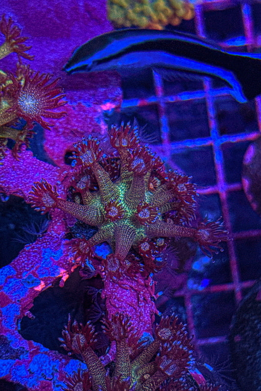 Purple Rainbow Glitter Goni (WYSIWYG)