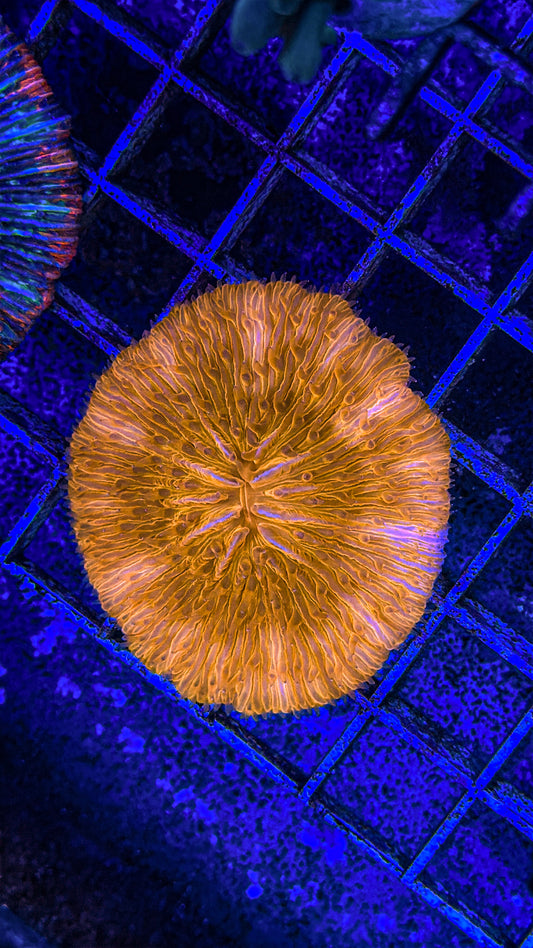 Orange Fungia (WYSIWYG)