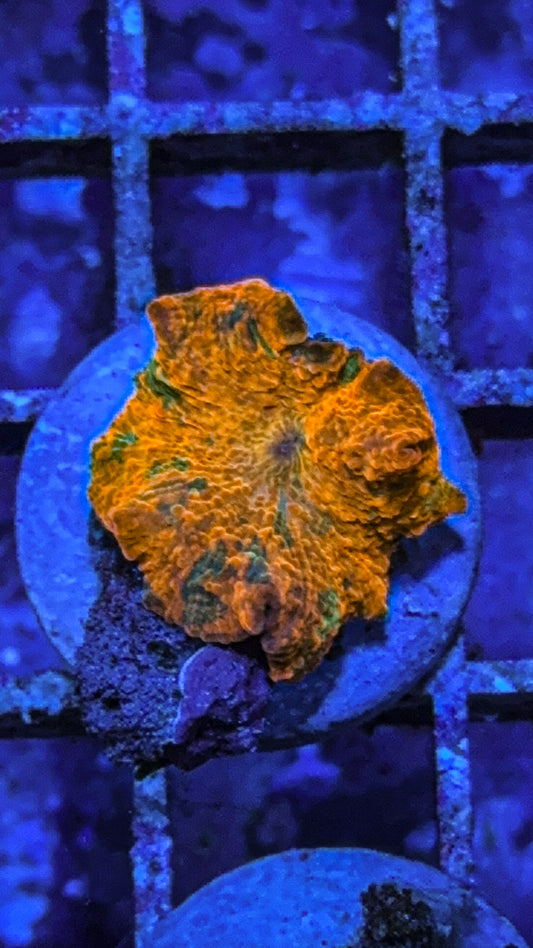 Candy Crush Jawbreaker Mushroom Coral (WYSIWYG)