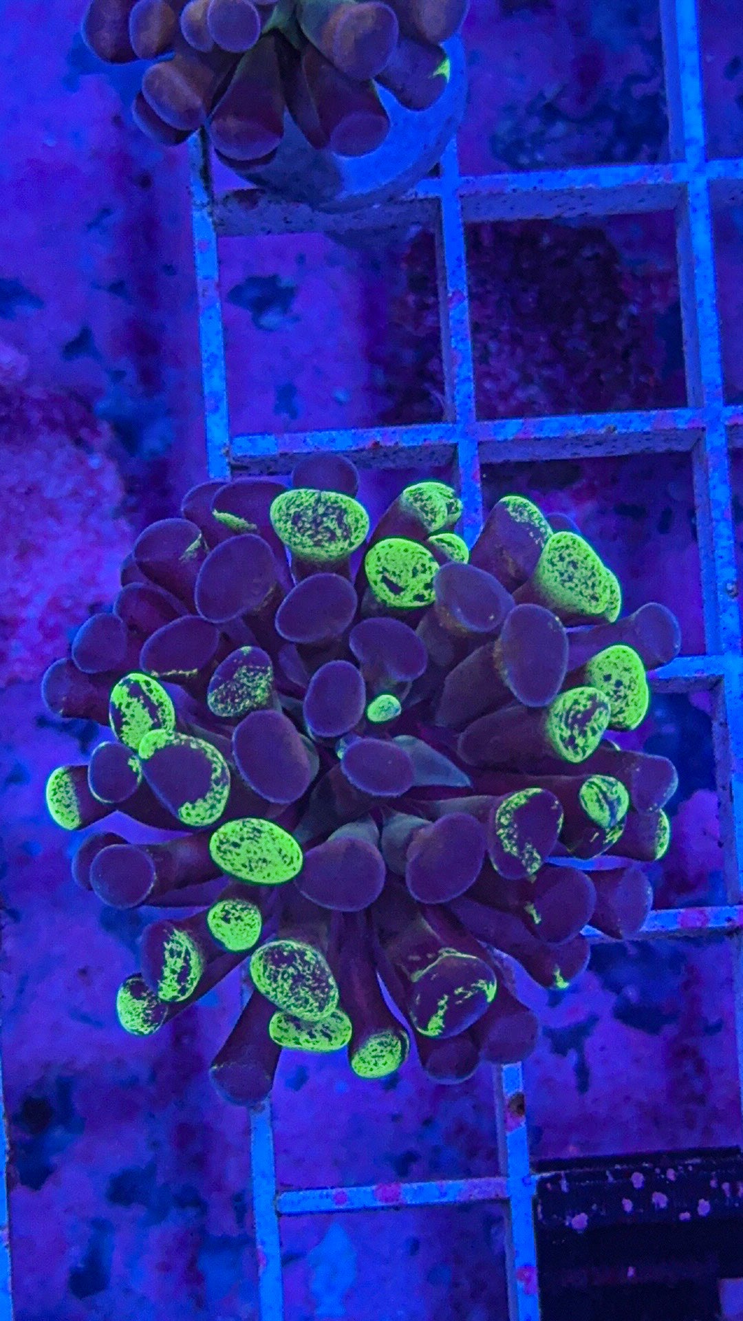 Splatter Hammer #10 (WYSIWYG)