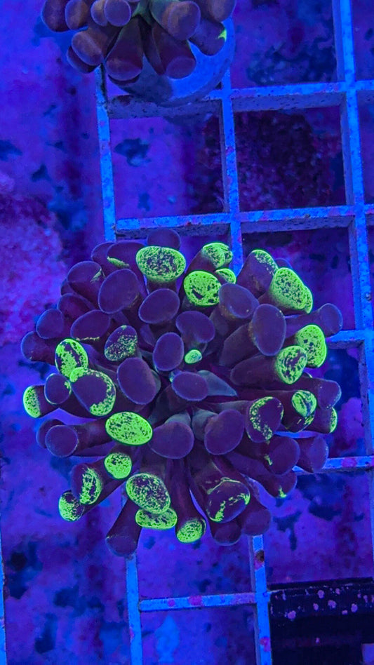 Splatter Hammer #10 (WYSIWYG)