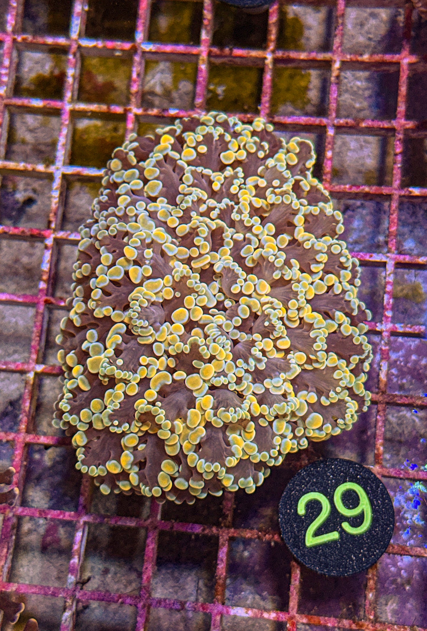 XL Rainbow Kingspawn (WYSIWYG)