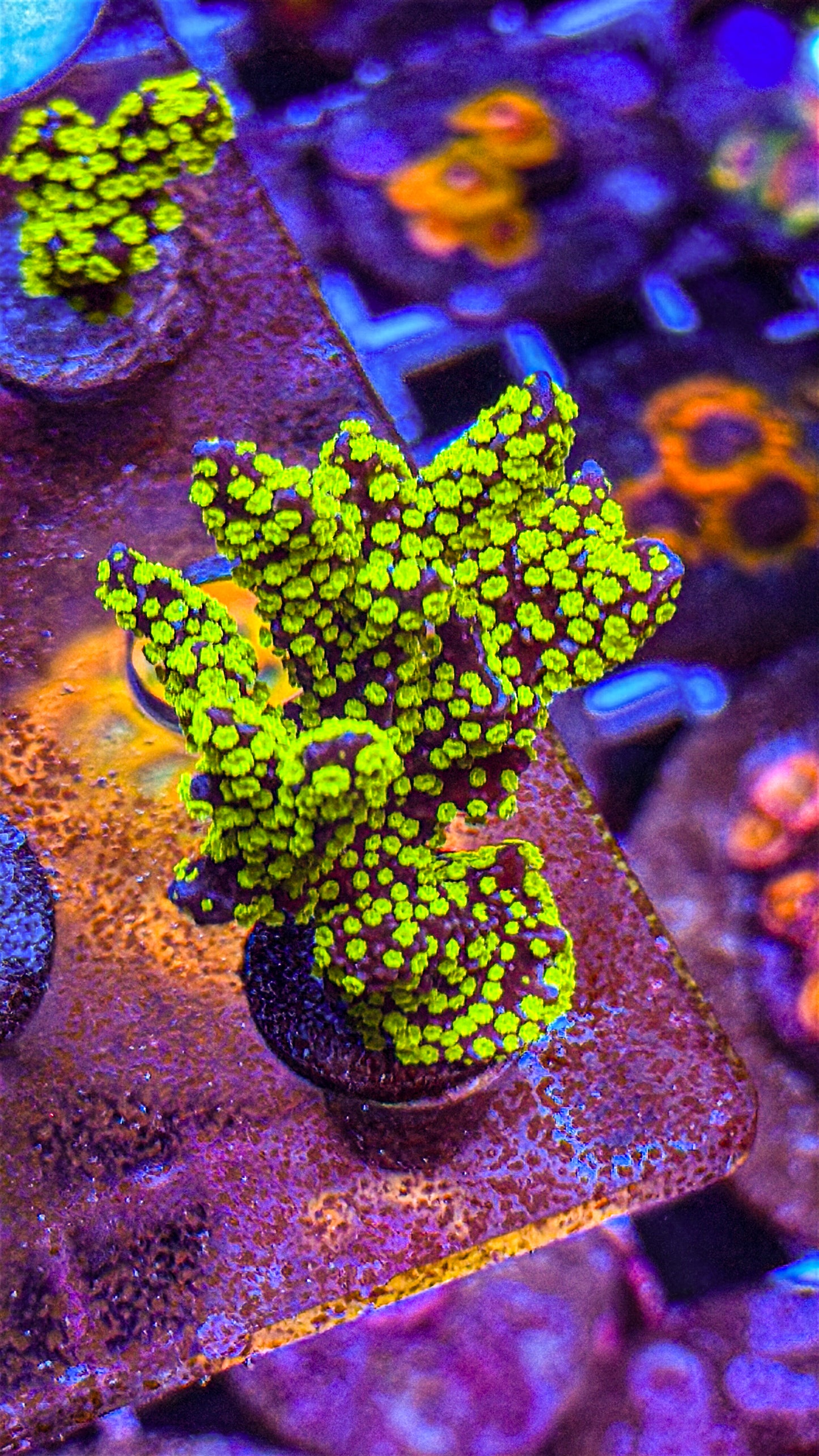 Tubbs Stellata Montipora (WYSIWYG)